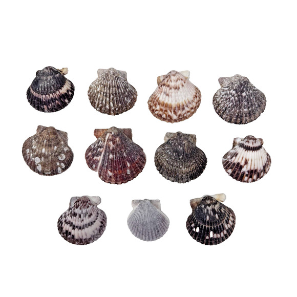 Lot of 12 Natural Cali Scallop Seashells – Mixed Colors Beach Decor Craft Supply - Picture 1 of 15